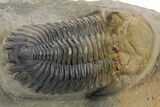 Detailed Hollardops Trilobite Fossil - Multi-Toned Preservation #359499-1